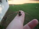 <img0*100:stuff/z/179797/Dragonfly%2520Photos/16.jpg>