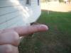 <img100*0:stuff/z/179797/Dragonfly%2520Photos/17.jpg>