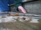 <img0*100:stuff/z/179797/Dragonfly%2520Photos/2.jpg>