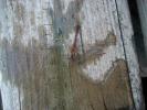 <img0*100:stuff/z/179797/Dragonfly%2520Photos/3.jpg>