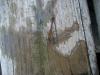 <img100*0:stuff/z/179797/Dragonfly%2520Photos/3.jpg>