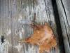 <img100*0:stuff/z/179797/Dragonfly%2520Photos/4.jpg>