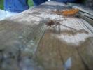 <img0*100:stuff/z/179797/Dragonfly%2520Photos/5.jpg>