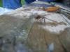 <img100*0:stuff/z/179797/Dragonfly%2520Photos/5.jpg>