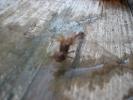 <img0*100:stuff/z/179797/Dragonfly%2520Photos/6.jpg>