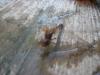 <img100*0:stuff/z/179797/Dragonfly%2520Photos/6.jpg>