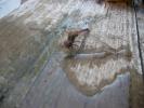 <img0*100:stuff/z/179797/Dragonfly%2520Photos/7.jpg>