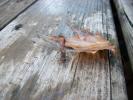 <img0*100:stuff/z/179797/Dragonfly%2520Photos/8.jpg>