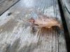 <img100*0:stuff/z/179797/Dragonfly%2520Photos/8.jpg>