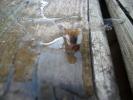 <img0*100:stuff/z/179797/Dragonfly%2520Photos/9.jpg>
