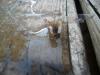 <img100*0:stuff/z/179797/Dragonfly%2520Photos/9.jpg>