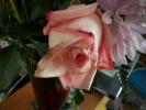 <img0*100:stuff/z/179797/Fireworks%25202/10.jpg>