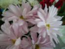 <img0*100:stuff/z/179797/Fireworks%25202/13.jpg>
