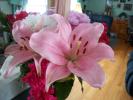 <img0*100:stuff/z/179797/Fireworks%25202/17.jpg>