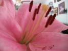 <img0*100:stuff/z/179797/Fireworks%25202/18.jpg>