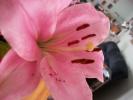 <img0*100:stuff/z/179797/Fireworks%25202/19.jpg>