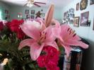 <img0*100:stuff/z/179797/Fireworks%25202/21.jpg>