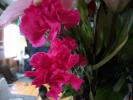 <img0*100:stuff/z/179797/Fireworks%25202/22.jpg>
