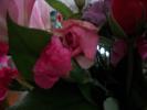 <img0*100:stuff/z/179797/Fireworks%25202/23.jpg>