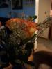 <img0*100:stuff/z/179797/Fireworks%25202/25.jpg>