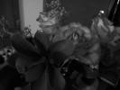 <img0*100:stuff/z/179797/Fireworks%25202/27.jpg>