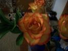 <img0*100:stuff/z/179797/Fireworks%25202/31.jpg>