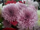 <img0*100:stuff/z/179797/Fireworks%25202/4.jpg>