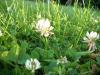 <img100*0:stuff/z/179797/Oh%252c%2520for%2520the%2520Love%2520of%2520Green%2521/11.jpg>