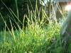 <img100*0:stuff/z/179797/Oh%252c%2520for%2520the%2520Love%2520of%2520Green%2521/12.jpg>