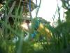 <img100*0:stuff/z/179797/Oh%252c%2520for%2520the%2520Love%2520of%2520Green%2521/13.jpg>