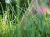 <img100*0:stuff/z/179797/Oh%252c%2520for%2520the%2520Love%2520of%2520Green%2521/14.jpg>