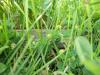 <img100*0:stuff/z/179797/Oh%252c%2520for%2520the%2520Love%2520of%2520Green%2521/16.jpg>