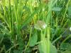 <img100*0:stuff/z/179797/Oh%252c%2520for%2520the%2520Love%2520of%2520Green%2521/17.jpg>