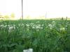 <img100*0:stuff/z/179797/Oh%252c%2520for%2520the%2520Love%2520of%2520Green%2521/2.jpg>