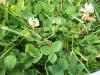 <img100*0:stuff/z/179797/Oh%252c%2520for%2520the%2520Love%2520of%2520Green%2521/20.jpg>
