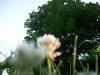 <img100*0:stuff/z/179797/Oh%252c%2520for%2520the%2520Love%2520of%2520Green%2521/21.jpg>