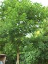 <img100*0:stuff/z/179797/Oh%252c%2520for%2520the%2520Love%2520of%2520Green%2521/22.jpg>