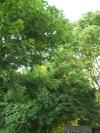 <img100*0:stuff/z/179797/Oh%252c%2520for%2520the%2520Love%2520of%2520Green%2521/23.jpg>