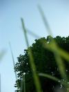 <img100*0:stuff/z/179797/Oh%252c%2520for%2520the%2520Love%2520of%2520Green%2521/24.jpg>