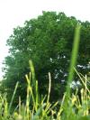 <img100*0:stuff/z/179797/Oh%252c%2520for%2520the%2520Love%2520of%2520Green%2521/27.jpg>