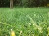 <img100*0:stuff/z/179797/Oh%252c%2520for%2520the%2520Love%2520of%2520Green%2521/29.jpg>