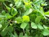 <img100*0:stuff/z/179797/Oh%252c%2520for%2520the%2520Love%2520of%2520Green%2521/3.jpg>