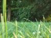 <img100*0:stuff/z/179797/Oh%252c%2520for%2520the%2520Love%2520of%2520Green%2521/30.jpg>