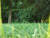 <img100*0:stuff/z/179797/Oh%252c%2520for%2520the%2520Love%2520of%2520Green%2521/31.jpg>