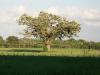 <img100*0:stuff/z/179797/Oh%252c%2520for%2520the%2520Love%2520of%2520Green%2521/36.jpg>
