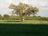 <img100*0:stuff/z/179797/Oh%252c%2520for%2520the%2520Love%2520of%2520Green%2521/37.jpg>