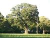 <img100*0:stuff/z/179797/Oh%252c%2520for%2520the%2520Love%2520of%2520Green%2521/38.jpg>