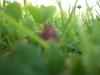 <img100*0:stuff/z/179797/Oh%252c%2520for%2520the%2520Love%2520of%2520Green%2521/39.jpg>