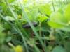 <img100*0:stuff/z/179797/Oh%252c%2520for%2520the%2520Love%2520of%2520Green%2521/4.jpg>