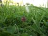 <img100*0:stuff/z/179797/Oh%252c%2520for%2520the%2520Love%2520of%2520Green%2521/40.jpg>